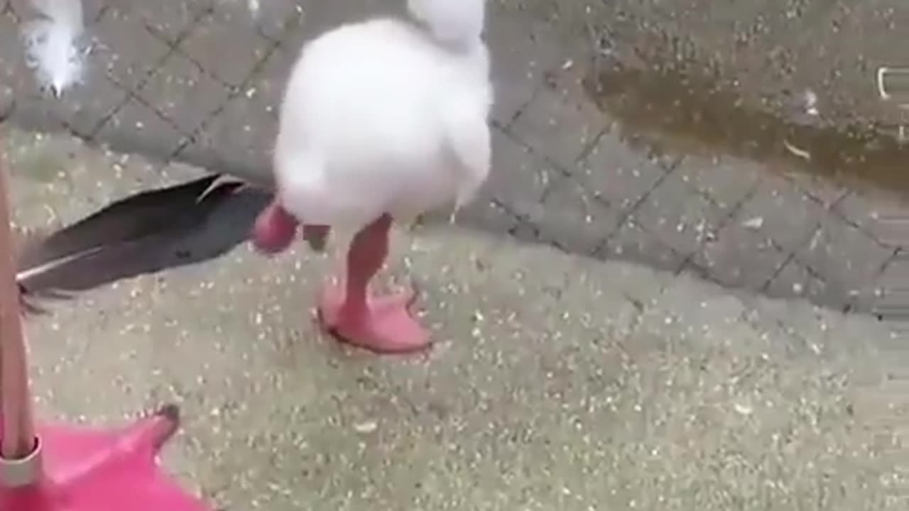 A baby flamingo learning how to stand on one leg.