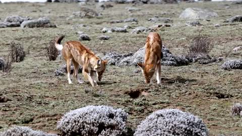 Red Fox wild in Ethiopian