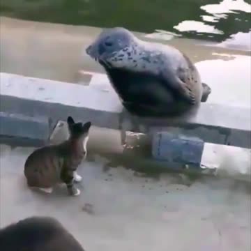 The cat shows the seal its place in the food chain.