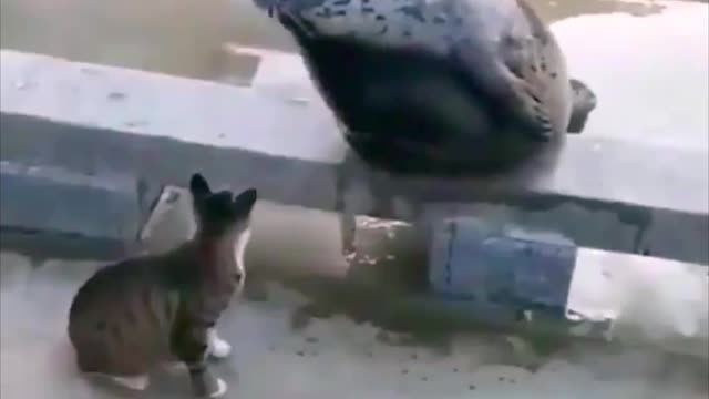 The cat shows the seal its place in the food chain.