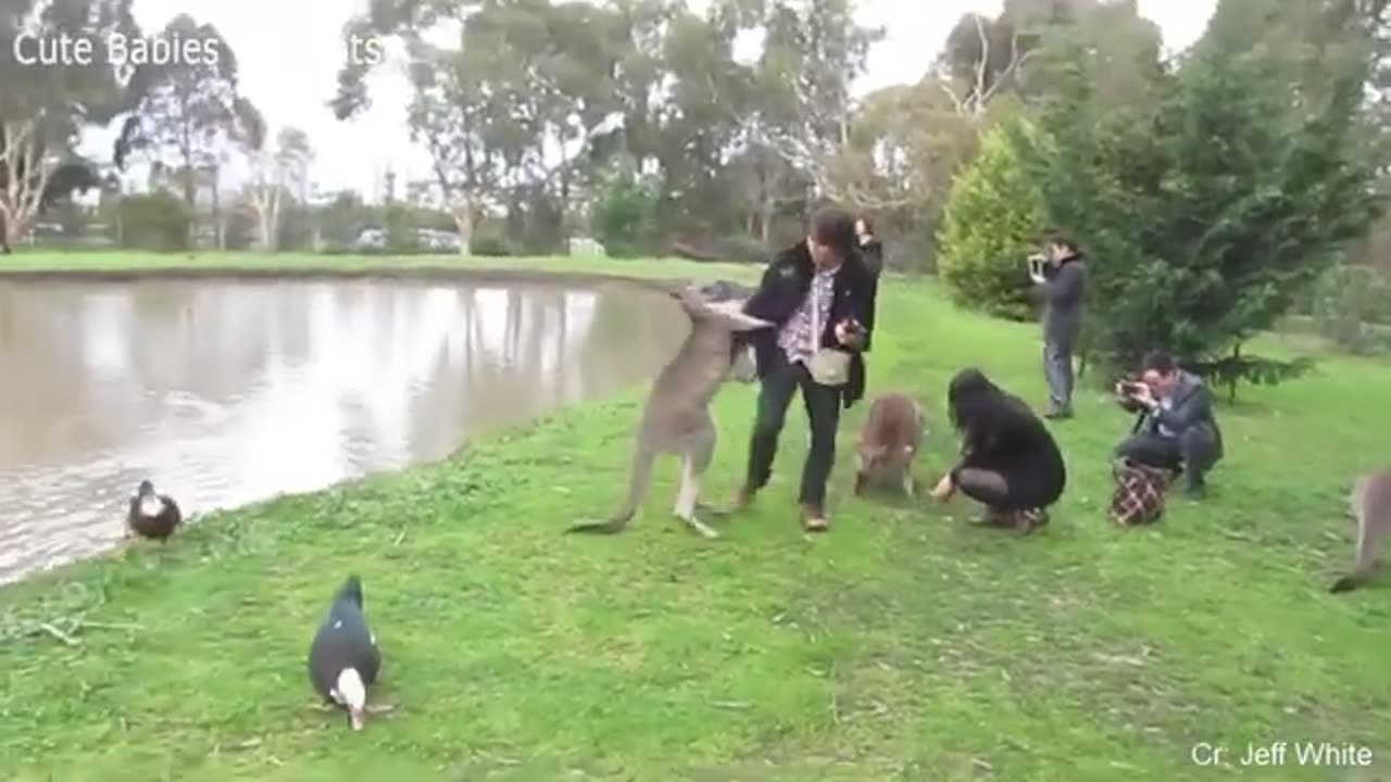 Funny Different Animals Chasing and attacking People