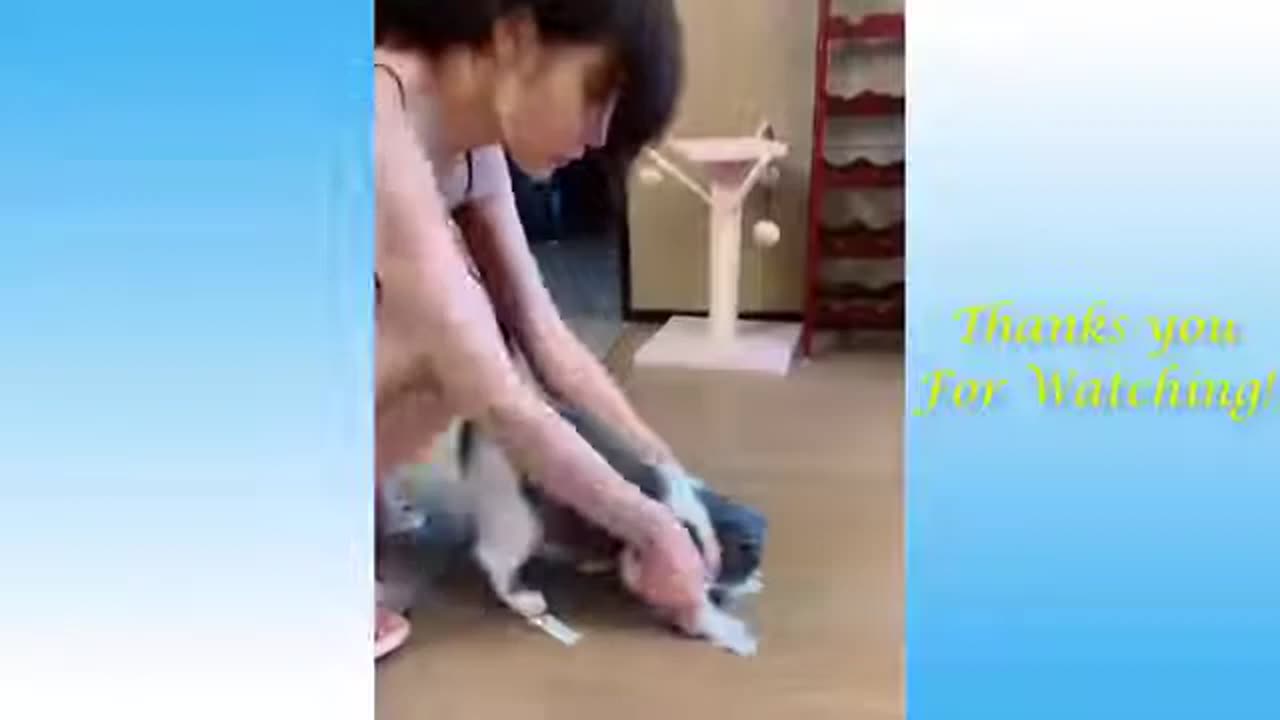 Animal funny videos 2024