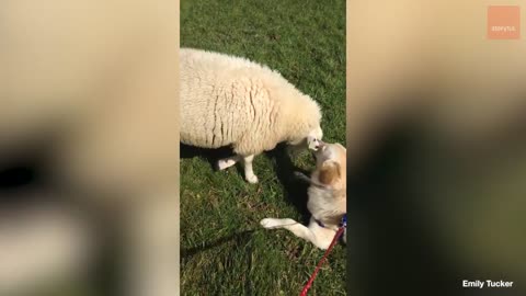 Golden Retriever: World's Most Excitable Dog
