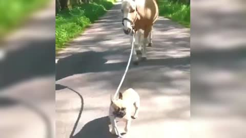 Since the French Bulldog has a horse as a pet, he will take it for a walk every day