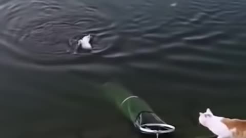 cat catch fish [cute]