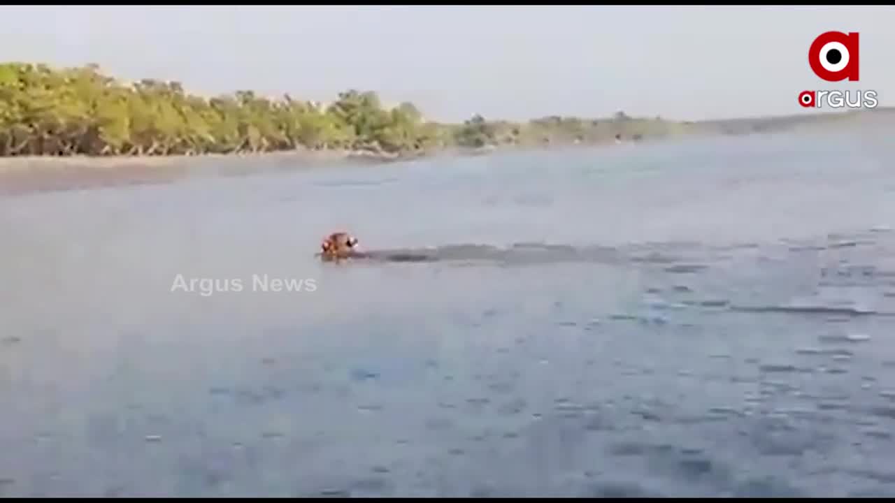 Viral Video of Tiger Jumping from Boat, brings alive a scene from 'Life of Pi'