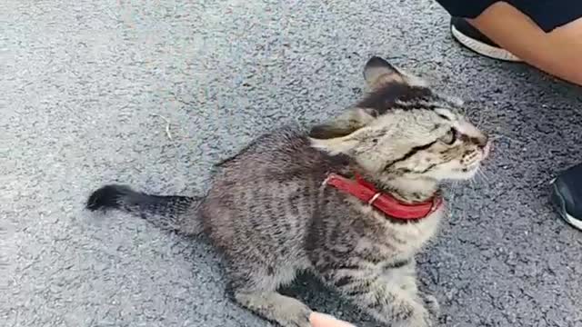 Cute kitten biting his finger