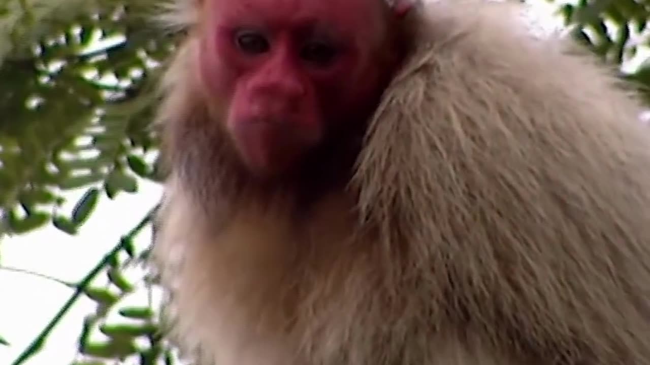 Bald Uakari Monkey | Jungle’s Showstopper