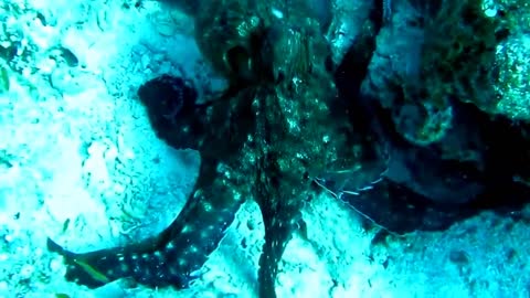 Underwater world. Octopus