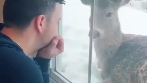 Cute deer outside the window