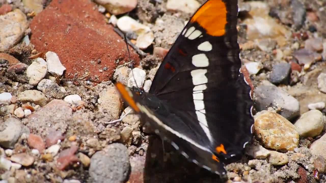 Beautiful butterfly wings