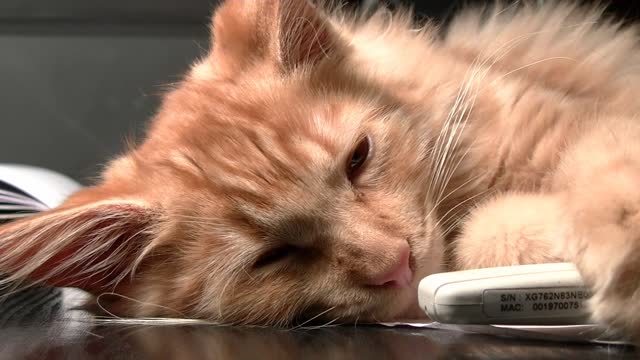 Beautiful sleeping cat on chair