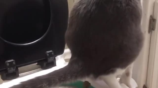 Cats make uses of human toilet