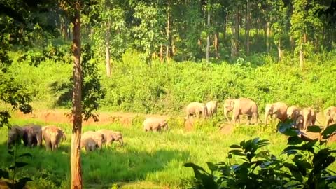 Wild Animal videos wildlife Elephant documentary, animal