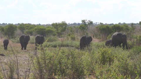 Herd of elephants on the savanna of Khaudum National Park in Namibia