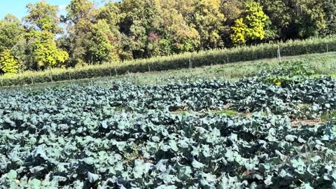 Collard Greens Farm