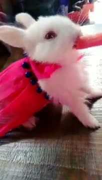 Funny and Cute Baby Bunny Rabbit Videos - Baby Animal Video ComPilation ( 2021 )