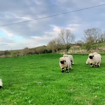 Is there anything cuter than a happy mom & happy lamb bouncing around outside