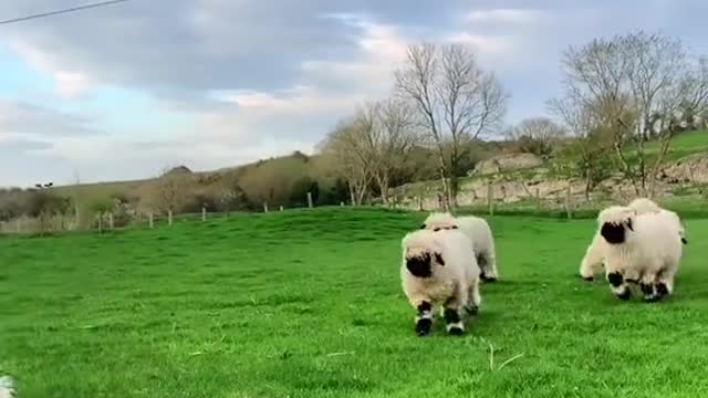 Is there anything cuter than a happy mom & happy lamb bouncing around outside