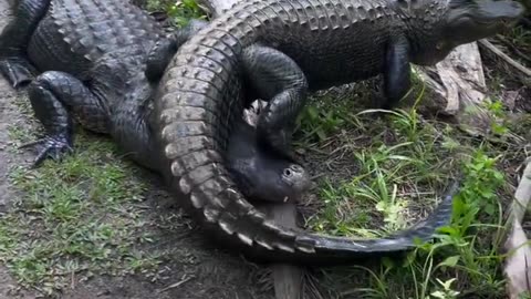 car-free bicyclists alligators Florida