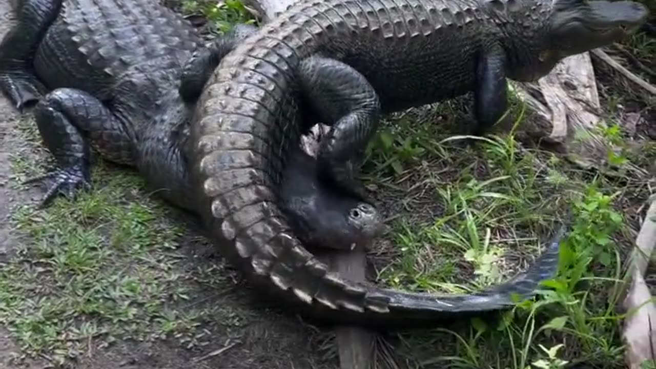 car-free bicyclists alligators Florida