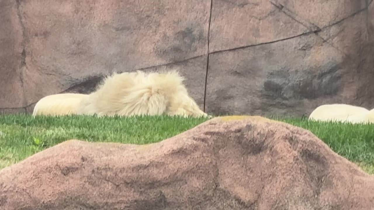 Toronto zoo lions