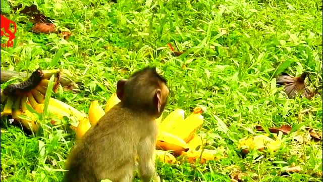 Baby monkey likes bananas - Monkey Animals 036