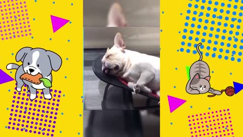 🐶🤣 _ Dog Lovers _ Funny Pet Videos _ SHORT & FUNNY Videos