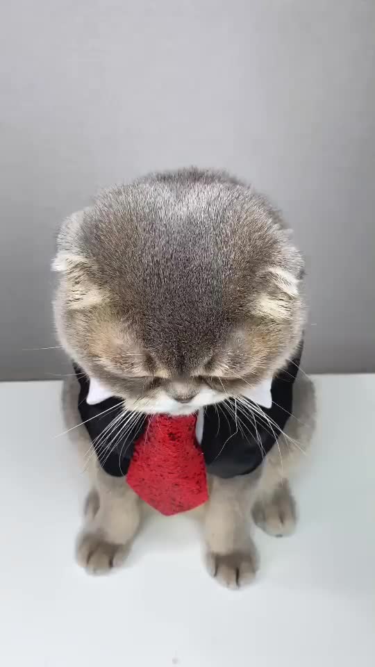 Donal trum Mira a kien se párese 😂😂😂