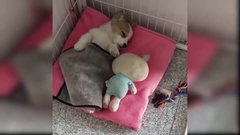 Baby Dogs - Cute and Funny Dog Videos