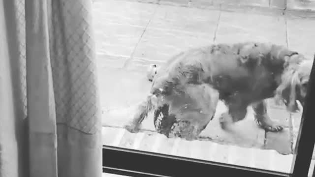 Black and white video dog humping ball outside of glassdoor stops when owner calls its name