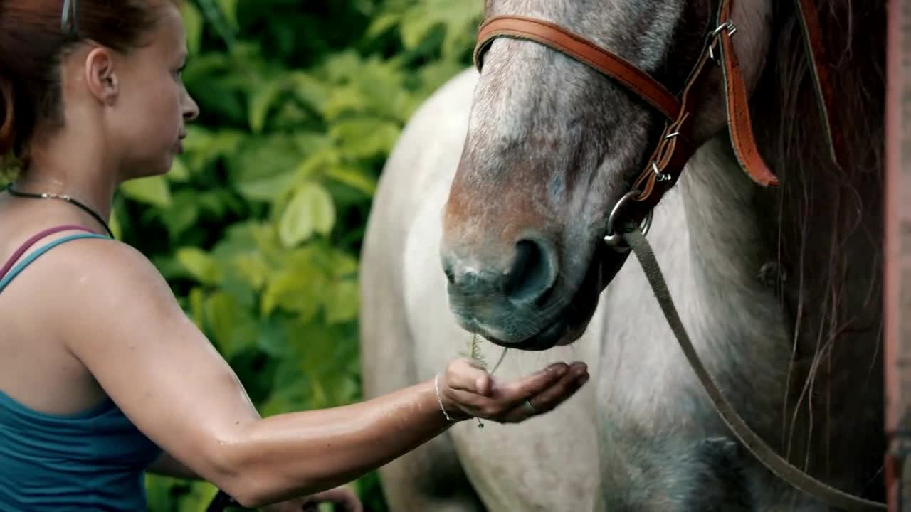 A woman washing horse outdoors - watering the horse with water from a hose