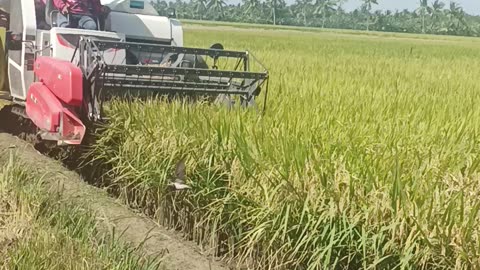 Rice Harvester