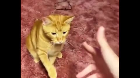 Funniest Cats fighting