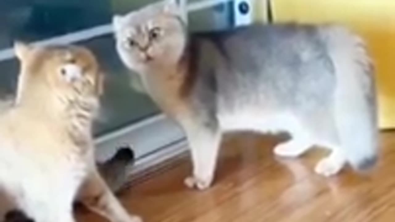 Funny Cats and Dogs πΆπ±