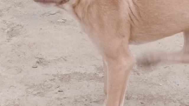 Cute dog pet animal 🐕 world on dog