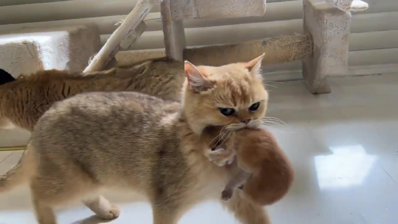 The cat is carrying a kitten and is looking for a new place for him