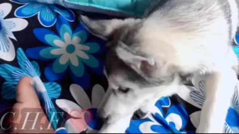 Ceylon husky lovely moment part 6 sri lanka husky family 😍 lovely husky baby.