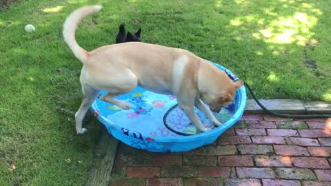 Black dog plays tug of war with hose and swimming pool