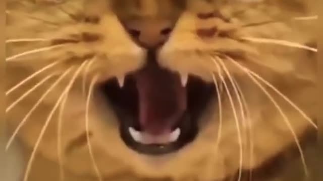 Funny cat videos cute animals funny cats