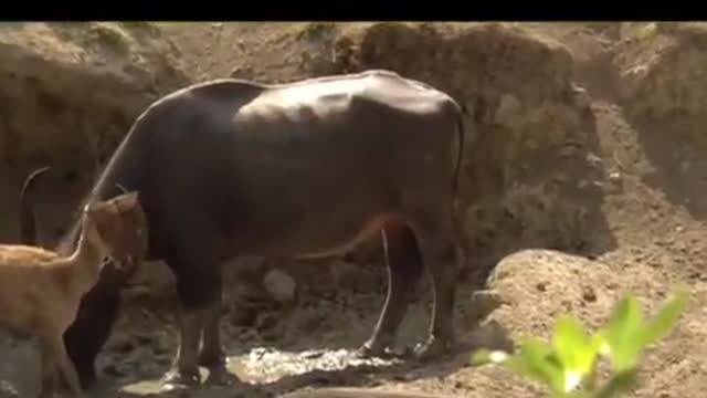 Komodo dragons