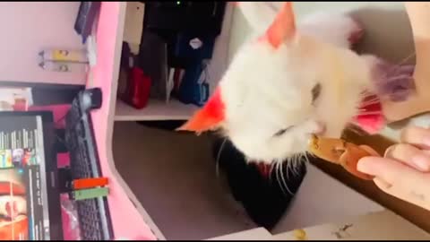 The cutest and cutest cat listening to relaxing music