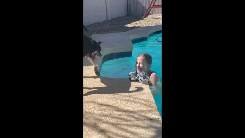 dog is on the lookout to save its owner in case of danger