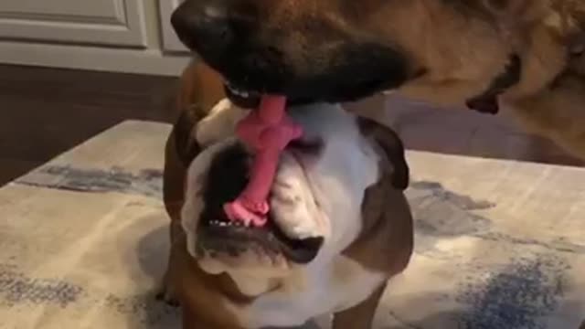 Two tan dogs playing tug of war with pink toy