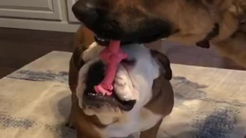 Two tan dogs playing tug of war with pink toy