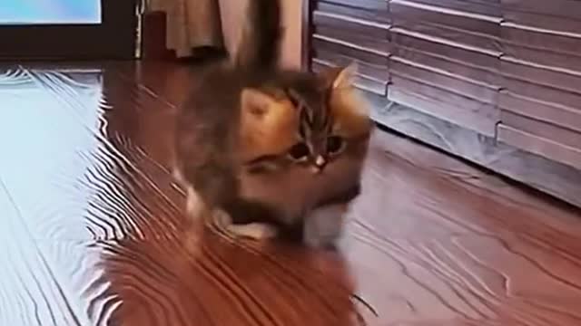 Beautiful a cat