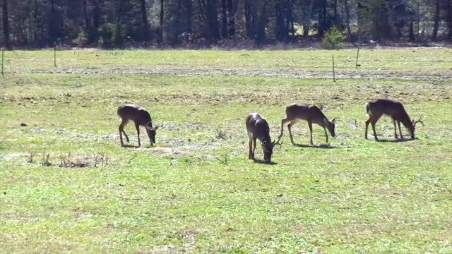 Wild Deer Grazing In Park 3