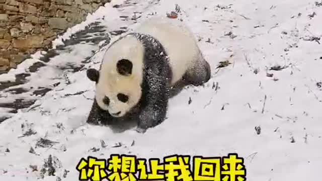 Rolling around the pandas.