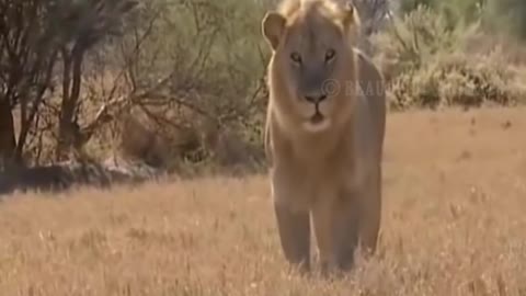 Approach Lion And Leopard In The Nearest Way - Beautiful Animals