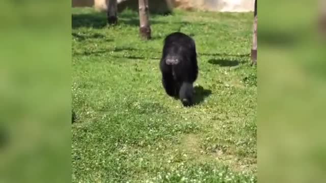 Funny gorillas really play, have a nice day.